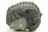 Curled Drotops Trilobite - Excellent Eye Facets #363267-1
